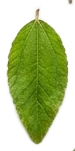 A sidr leaf