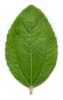 A sidr leaf