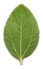 A sidr leaf